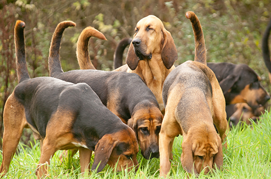 Bloodhound services sales
