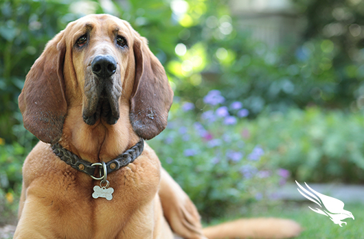 bloodhound sitting in garden